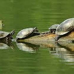 Bayou City Adventures - Lots of wildlife to see on Bayou City Adventures' kayak tours!