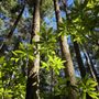 Photo of Rhododendron Park