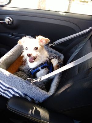 BARK MEOW PDX - Updated October 2026 - 22 Photos - 2826 SE Harney St ...