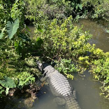 Gatorland - Zoos Near Me - Orlando, Florida Gatorland - Zoos Near Me - Orlando, Florida
