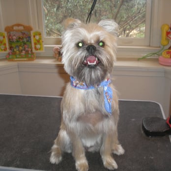 Tender Touch Pet Care - Sprout! - Pet Groomers Near Me - Nokesville, Virginia Tender Touch Pet Care - Sprout! - Pet Groomers Near Me - Nokesville, Virginia