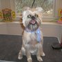 Photo of Tender Touch Pet Care
