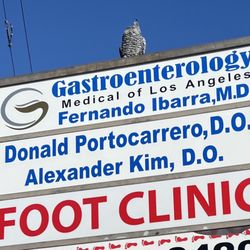 Fernando F Ibarra, MD - Outer Exterior