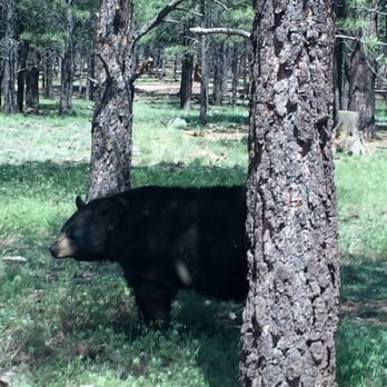 Bearizona - Bear thru the car window - Zoos Near Me - Williams, Arizona