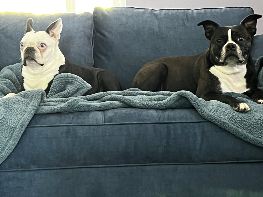 CLAWS & PAWS ANIMAL HOSPITAL Updated August 2024 23 Reviews 36512