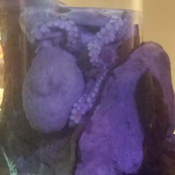 Seattle Aquarium - Octopus - Aquariums Near Me - Seattle, Washington Seattle Aquarium - Octopus - Aquariums Near Me - Seattle, Washington