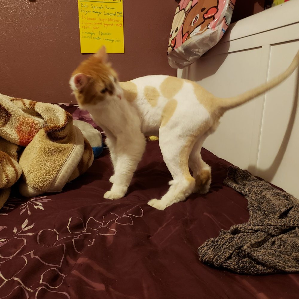 All Pro Dog & Cat Grooming - After being shaved. - Pet Groomers Near Me - Van Nuys, California All Pro Dog & Cat Grooming - After being shaved. - Pet Groomers Near Me - Van Nuys, California