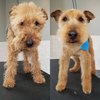 Leading the Pack - Before and after his makeover - Pet Groomers Near Me - Oakland, California Leading the Pack - Before and after his makeover - Pet Groomers Near Me - Oakland, California