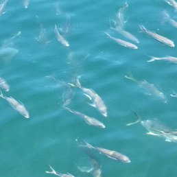 Fish feeding frenzy Fish feeding frenzy