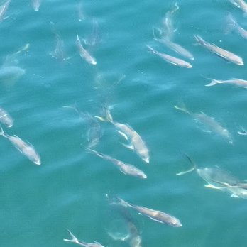 Manatee Lagoon - Fish feeding frenzy - Aquariums Near Me - West Palm Beach, Florida Manatee Lagoon - Fish feeding frenzy - Aquariums Near Me - West Palm Beach, Florida