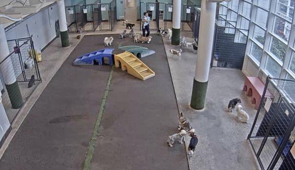 Pet Paradise Orlando