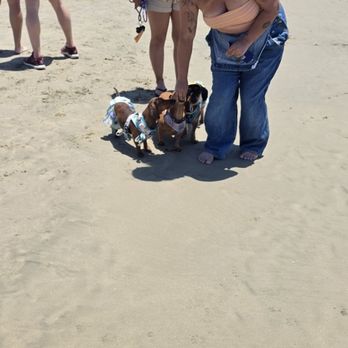 So Cal Wienerfest - Sandy dogs - Festivals Near Me - Huntington Beach, California So Cal Wienerfest - Sandy dogs - Festivals Near Me - Huntington Beach, California