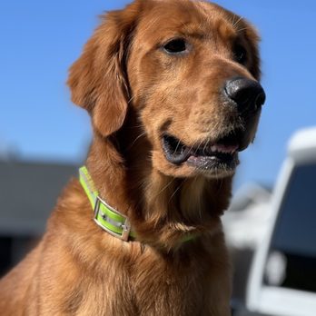 Pampered Pups Salon and Spa - Cowboy came out super fluffy and silky. The deep clean brought out the natural luster in his coat. - Pet Groomers Near Me - Petaluma, California
