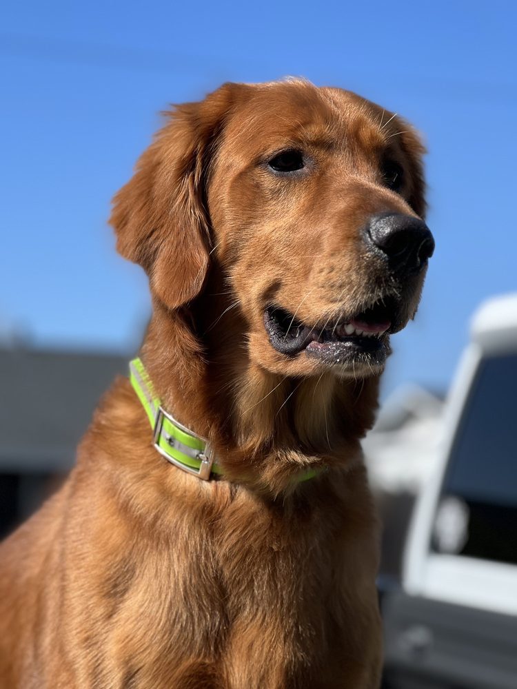 PAMPERED PUPS SALON AND SPA Updated September 2024 22 Photos 155