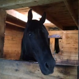 Digger, the first horse I have ever ridden. Digger, the first horse I have ever ridden.