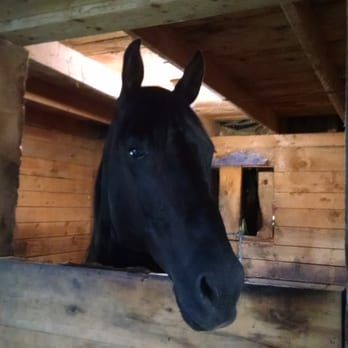 D-N-D Stables Guided Trail Rides - Digger, the first horse I have ever ridden. - Horseback Riding Near Me - East Burke, Vermont D-N-D Stables Guided Trail Rides - Digger, the first horse I have ever ridden. - Horseback Riding Near Me - East Burke, Vermont