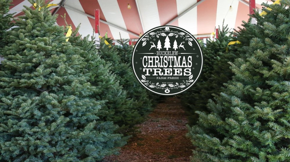 BUCKELEW CHRISTMAS TREES Updated July 2024 2225 W Ina Rd, Tucson