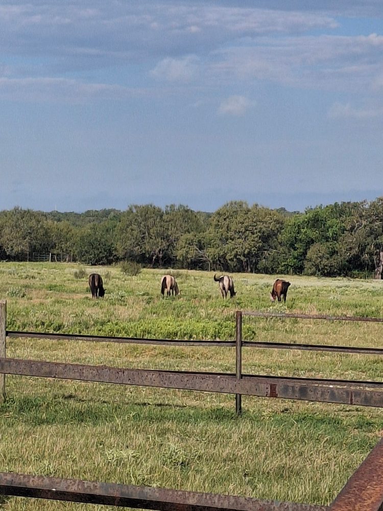 Flying Chariot Stables - equestrian in Luling, TX