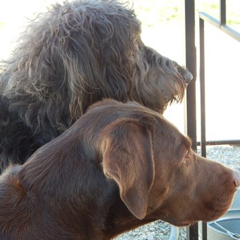 Hooked on Dogs - Pet Boarding Near Me