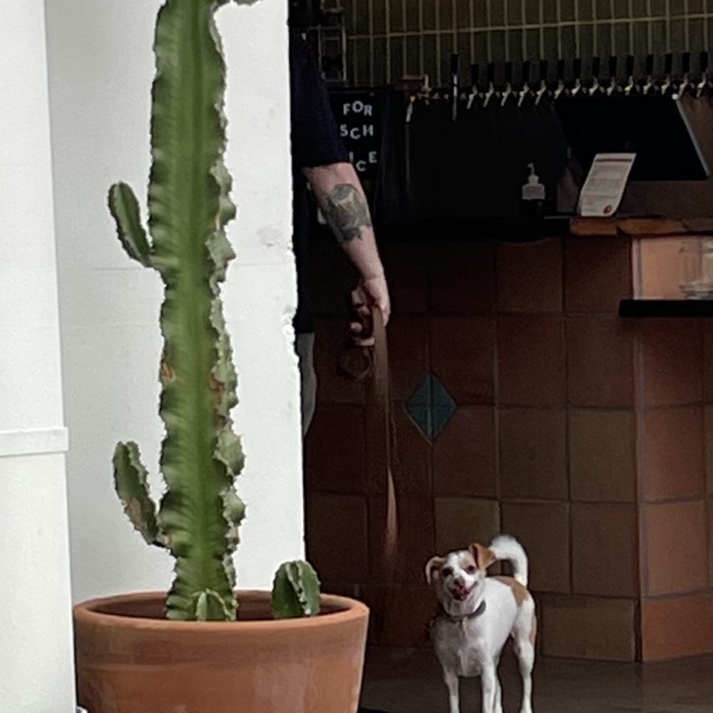 everywhere - Dog friendly! - Breweries Near Me - Orange, California