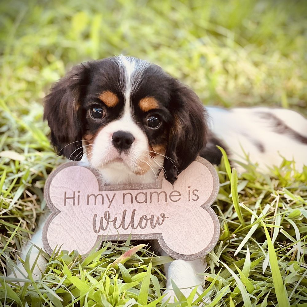 Cavalier Companions - Pet Breeders Near Me