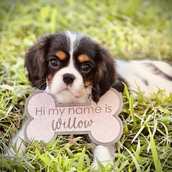 Cavalier Companions - Pet Breeders Near Me