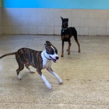 Doggies Gone Wild - Pet Sitting Near Me - Miami, Florida Doggies Gone Wild - Pet Sitting Near Me - Miami, Florida
