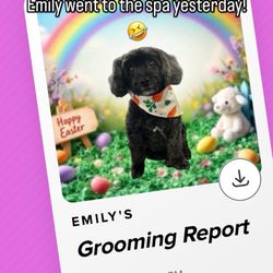 Kismet K9 Pet Spa