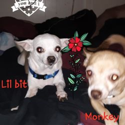Optimist Park - Say Hi to our girls! They are our two best friends and our "Emotional Support Therapy Chihuhuas."