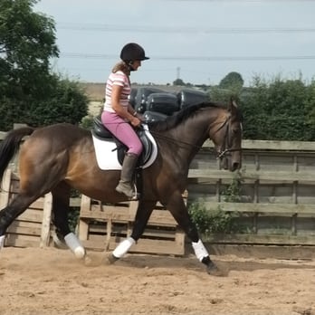 Instinctive Horse Training - Pet Training Near Me - Skidby, ERY Instinctive Horse Training - Pet Training Near Me - Skidby, ERY