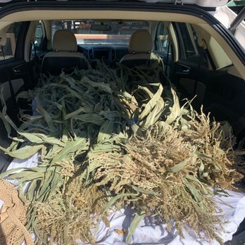 Davis Ranch, LLC - Corn stalks - Fruits & Veggies Near Me - Sloughhouse, California Davis Ranch, LLC - Corn stalks - Fruits & Veggies Near Me - Sloughhouse, California