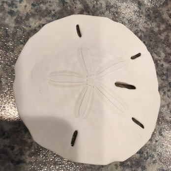 California Seashell Company - $2 perfect sand dollar! - Home Decor Near Me - Seal Beach, California