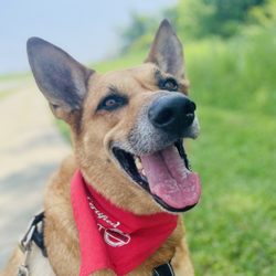 Vega Canine Academy