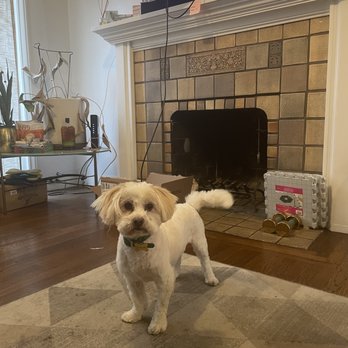 Dogs In Styles Mobile Grooming - Another post FurPals from this year (don't have a before but you can see it was a short cut and still clean) - Pet Groomers Near Me