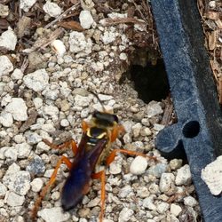 AB&C Pest and Wildlife Solutions