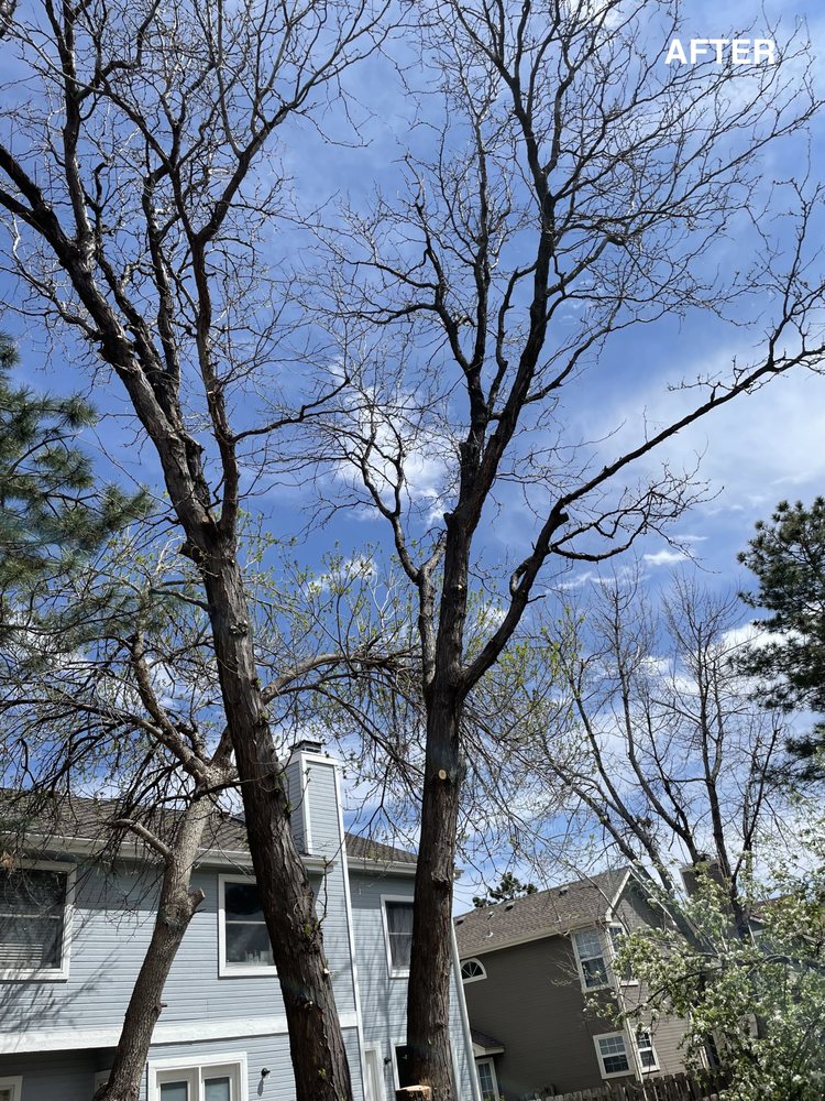Adams Tree Care - tree service in Aurora, CO