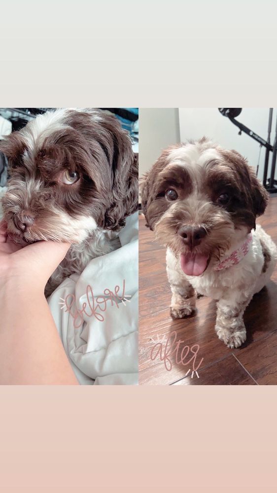 LITTLE BEAR MOBILE DOG GROOMING Updated May 2024 37 Photos & 14