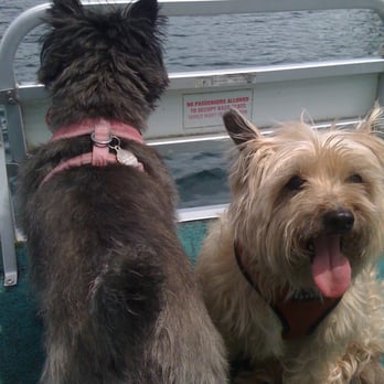 Modern Pet - Tuffy and Splash take a ride on our boat - Dog Walkers Near Me - Chicago, Illinois Modern Pet - Tuffy and Splash take a ride on our boat - Dog Walkers Near Me - Chicago, Illinois