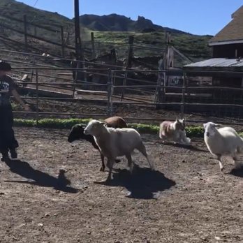 On The Lamb - Keeping her busy brain active! - Pet Training Near Me - Gaffney, South Carolina On The Lamb - Keeping her busy brain active! - Pet Training Near Me - Gaffney, South Carolina