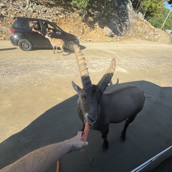 Parc Omega - Parc Omega Alpine Ibex enjoying a yummy carrot!!! - Zoos Near Me - Montebello, Quebec