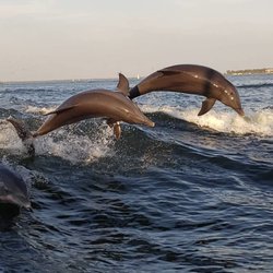 Surf's Up Dolphin Cruises
