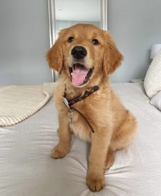 FAMILY RAISED GOLDEN RETRIEVER PUPPIES - Updated January 2026 - 24