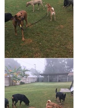 Fur Paws - Daily photos I received of the pups while away. Awesome! - Pet Groomers Near Me - Houston, Texas