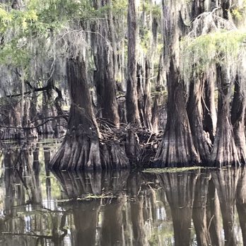 Captain Ron's Swamp Tours - Boat Tours Near Me Captain Ron's Swamp Tours - Boat Tours Near Me