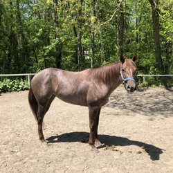 Silver Horseshoe Stables