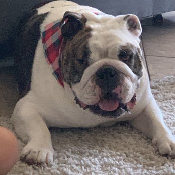 A Bath N Biscuit Grooming & Pet Spa - Bentley - Pet Groomers Near Me - Modesto, California A Bath N Biscuit Grooming & Pet Spa - Bentley - Pet Groomers Near Me - Modesto, California