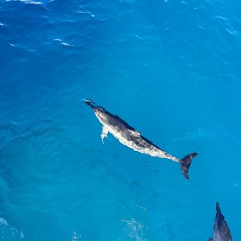 Ocean and You - Boat Tours Near Me - Honolulu, Hawaii Ocean and You - Boat Tours Near Me - Honolulu, Hawaii