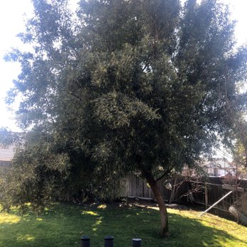Cal-Tree Services and Landscaping - African Sumac before - Tree Services Near Me - Bakersfield, California Cal-Tree Services and Landscaping - African Sumac before - Tree Services Near Me - Bakersfield, California