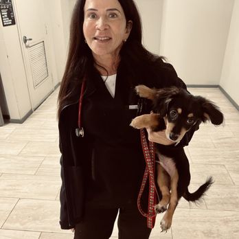 Elite Veterinary Care - Dr Kent examining Phil at his first puppy visit - Veterinarians Near Me - Marina Del Rey, California Elite Veterinary Care - Dr Kent examining Phil at his first puppy visit - Veterinarians Near Me - Marina Del Rey, California