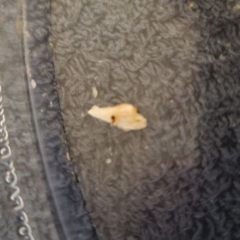 Coco's - One of the BONE CHIPS I found in the fries. The bone chips 100% did not come from the ribs. - American Near Me - Mission Hills, California Coco's - One of the BONE CHIPS I found in the fries. The bone chips 100% did not come from the ribs. - American Near Me - Mission Hills, California